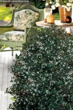 Party Princess 'Kaori Hime' Tea Olive - 7 Gallon Pot (2-3') 14 Party Princess 'Kaori Hime' Tea Olive - 7 Gallon Pot (2-3') -Garden & Outdoor Sale Shop osmanthus heterophyllus kaori hime party princess tea olive 15 1