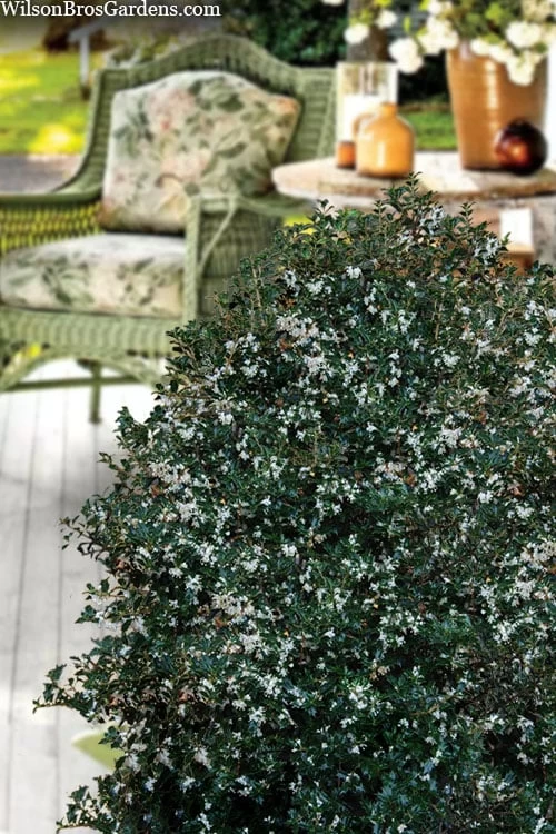 Party Princess 'Kaori Hime' Tea Olive - 7 Gallon Pot (2-3') 8 Party Princess 'Kaori Hime' Tea Olive - 7 Gallon Pot (2-3') - Image 6