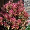 Party Lights Pink Flush Tea Olive - Osmanthus Heterophyllus - 2 Gallon Pot -Garden & Outdoor Sale Shop osmanthus heterophyllus party lights tea olive 102 3