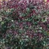 Purple Leaf Tea Olive (Osmanthus Heterophyllus 'Purpurea') - 3 Gallon Pot