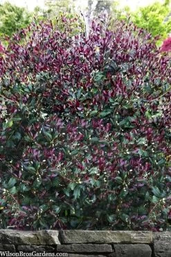 Purple Leaf Tea Olive (Osmanthus Heterophyllus 'Purpurea') - 3 Gallon Pot