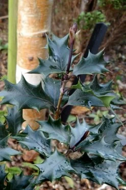 Purple Leaf Tea Olive (Osmanthus Heterophyllus 'Purpurea') - 3 Gallon Pot -Garden & Outdoor Sale Shop osmanthus heterophyllus purpurea purple leaf tea olive 7