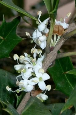 Purple Leaf Tea Olive (Osmanthus Heterophyllus 'Purpurea') - 3 Gallon Pot -Garden & Outdoor Sale Shop osmanthus heterophyllus purpurea purple leaf tea olive 8
