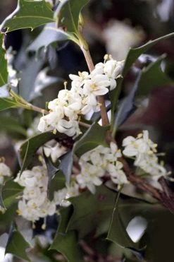 Purple Leaf Tea Olive (Osmanthus Heterophyllus 'Purpurea') - 3 Gallon Pot -Garden & Outdoor Sale Shop osmanthus heterophyllus purpurea purple leaf tea olive 9