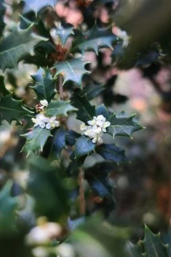 Party Princess 'Kaori Hime' Tea Olive - 7 Gallon Pot (2-3') 12 Party Princess 'Kaori Hime' Tea Olive - 7 Gallon Pot (2-3') -Garden & Outdoor Sale Shop osmanthus kaori hime party princess tea olive 1 1