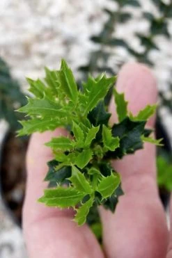 Party Princess 'Kaori Hime' Tea Olive - 7 Gallon Pot (2-3') 15 Party Princess 'Kaori Hime' Tea Olive - 7 Gallon Pot (2-3') -Garden & Outdoor Sale Shop osmanthus kaori hime party princess tea olive 2 1