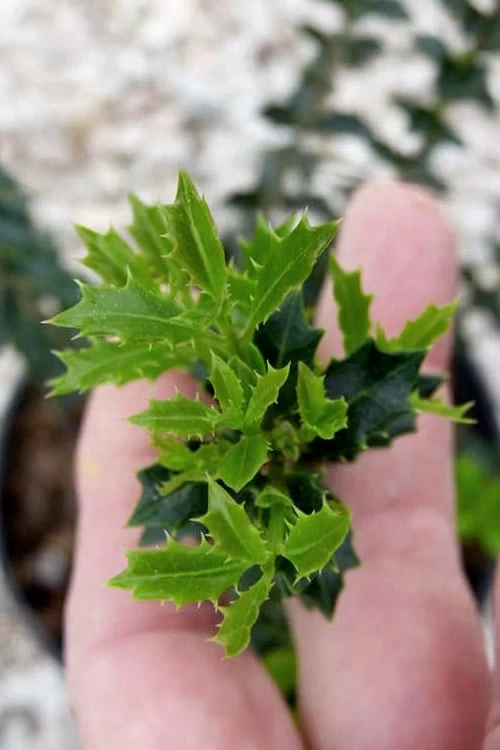 Party Princess 'Kaori Hime' Tea Olive - 7 Gallon Pot (2-3') 9 Party Princess 'Kaori Hime' Tea Olive - 7 Gallon Pot (2-3') - Image 7