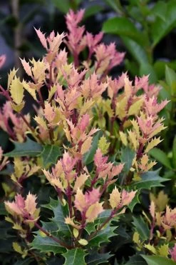 Party Lights Pink Flush Tea Olive - Osmanthus Heterophyllus - 2 Gallon Pot -Garden & Outdoor Sale Shop osmanthus party lights 500x750 4