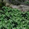 Pachysandra - Japanese Spurge - 18 Count Flat Of Pint Pots -Garden & Outdoor Sale Shop pachysandra terminalis japanese spurge 103