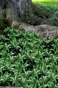 Pachysandra - Japanese Spurge - 18 Count Flat Of Pint Pots