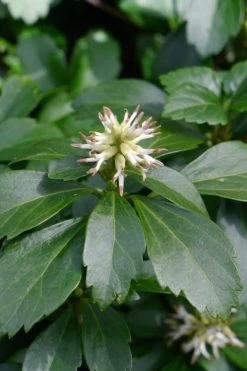 Pachysandra - Japanese Spurge - 18 Count Flat Of Pint Pots -Garden & Outdoor Sale Shop pachysandra terminalis japanese spurge 106