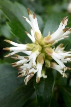 Pachysandra - Japanese Spurge - 18 Count Flat Of Pint Pots -Garden & Outdoor Sale Shop pachysandra terminalis japanese spurge 109