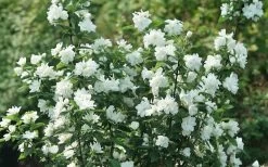 Illuminati Arch Mock Orange (Philadelphus Coronarius) - 3 Gallon Pot -Garden & Outdoor Sale Shop philadelphus illuminati arch mock orange 4