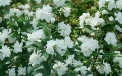 Illuminati Arch Mock Orange (Philadelphus Coronarius) - 3 Gallon Pot -Garden & Outdoor Sale Shop philadelphus illuminati arch mock orange 5