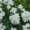 Illuminati Arch Mock Orange (Philadelphus Coronarius) - 3 Gallon Pot -Garden & Outdoor Sale Shop philadelphus illuminati arch mock orange 7