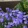 Blue Moon Woodland Phlox - 1 Gallon Pot -Garden & Outdoor Sale Shop phlox divaricata blue moon woodland phlox 2