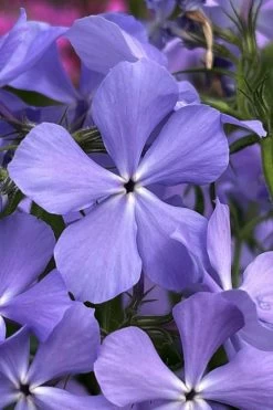 Blue Moon Woodland Phlox - 1 Gallon Pot -Garden & Outdoor Sale Shop phlox divaricata blue moon woodland phlox 3