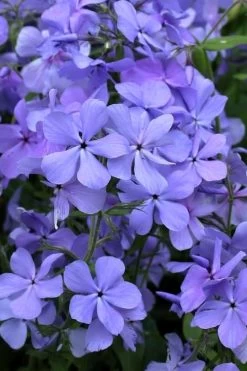 Blue Moon Woodland Phlox - 1 Gallon Pot -Garden & Outdoor Sale Shop phlox divaricata blue moon woodland phlox 4