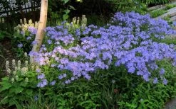Blue Moon Woodland Phlox - 1 Gallon Pot -Garden & Outdoor Sale Shop phlox divaricata blue moon woodland phlox 7
