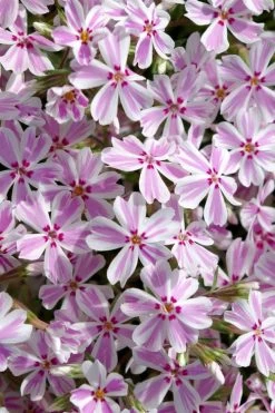 Candy Stripe Creeping Phlox - 5 Pack Of Pint Pots