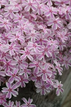 Candy Stripe Creeping Phlox - 5 Pack Of Pint Pots -Garden & Outdoor Sale Shop phlox subulata candy stripe creeping 27
