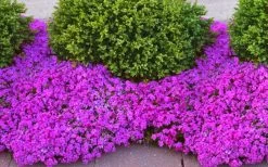 Drummond's Pink Creeping Phlox - 6 Pack Of 1 Gallon Pots -Garden & Outdoor Sale Shop phlox subulata drummonds pink creeping 1