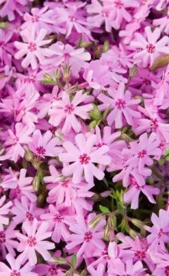 Pink Creeping Phlox - 18 Pack Of Pint Pots -Garden & Outdoor Sale Shop phlox subulata pink creeping 1 1