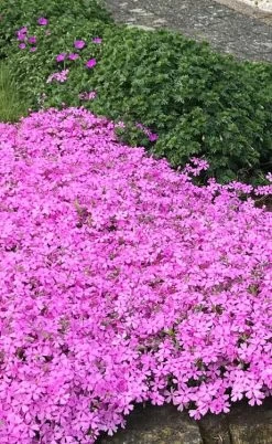 Pink Creeping Phlox - 6 Pack Of Pint Pots 13 Pink Creeping Phlox - 6 Pack Of Pint Pots -Garden & Outdoor Sale Shop phlox subulata pink creeping 2