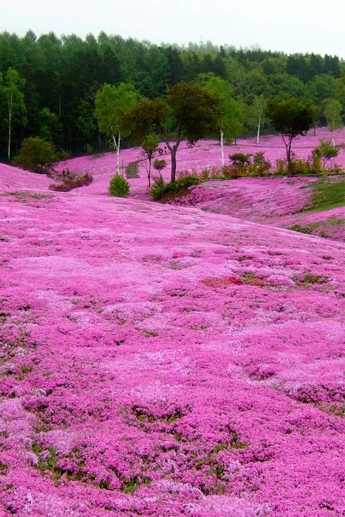 Pink Creeping Phlox - 6 Pack Of Pint Pots 7 Pink Creeping Phlox - 6 Pack Of Pint Pots - Image 5