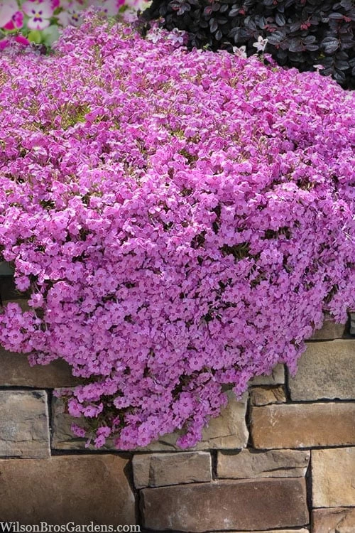 Pink Creeping Phlox - 6 Pack Of Pint Pots 3 Pink Creeping Phlox - 6 Pack Of Pint Pots