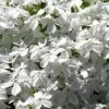 White Creeping Phlox - 6 Pack Of 1 Gallon Pots -Garden & Outdoor Sale Shop phlox subulata white 1