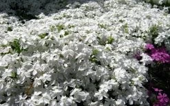 White Creeping Phlox - 6 Pack Of 1 Gallon Pots -Garden & Outdoor Sale Shop phlox subulata white 2