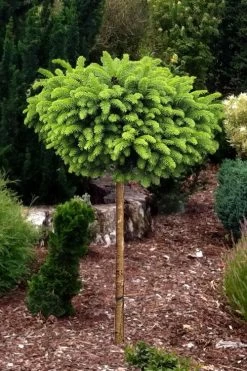Little Gem Dwarf Norway Spruce Tree (Single Trunk) - 2 Gallon Pot 10 Little Gem Dwarf Norway Spruce Tree (Single Trunk) - 2 Gallon Pot -Garden & Outdoor Sale Shop picea abies little gem dwarf norway spruce tree 1