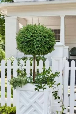 Little Gem Dwarf Norway Spruce Tree (Single Trunk) - 2 Gallon Pot 11 Little Gem Dwarf Norway Spruce Tree (Single Trunk) - 2 Gallon Pot -Garden & Outdoor Sale Shop picea abies little gem dwarf norway spruce tree 5