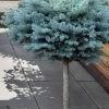 Dwarf Globe Blue Spruce Topiary Tree (Picea Pungens 'Globosa') - 5 Gallon Pot -Garden & Outdoor Sale Shop picea pungens glauca globosa dwarf globe colorad0 blue spruce topiary tree 1