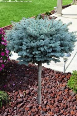 Dwarf Globe Blue Spruce Topiary Tree (Picea Pungens 'Globosa') - 5 Gallon Pot -Garden & Outdoor Sale Shop picea pungens glauca globosa dwarf globe colorado blue spruce topiary tree 2