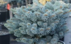 Dwarf Globe Blue Spruce Topiary Tree (Picea Pungens 'Globosa') - 5 Gallon Pot -Garden & Outdoor Sale Shop picea pungens globosa dwarf globe blue spruce 2