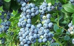 Brightwell Rabbiteye Blueberry - 3 Gallon Pot -Garden & Outdoor Sale Shop picture 6424 brightwell rabbiteye blueberry