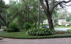 Asian Jasmine (Trachelospermum Asiaticum) - 36 Pack Of 3.5" Pint Pots -Garden & Outdoor Sale Shop picture asian jasmine 8 1