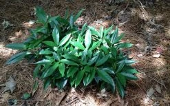 Dwarf Green Aucuba - Japanese Laurel - 3 Gallon Pot 13 Dwarf Green Aucuba - Japanese Laurel - 3 Gallon Pot -Garden & Outdoor Sale Shop picture aucuba dwarf green shrub