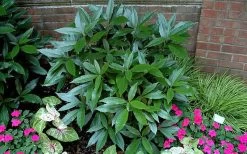 Sawtoothed Aucuba Serratifolia - 6 Pack Of 1 Gallon Pots -Garden & Outdoor Sale Shop picture aucuba sawtoothed