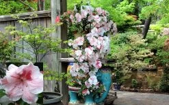 Tama No Hada Azalea - 1 Gallon Pot -Garden & Outdoor Sale Shop picture azalea tama no hada