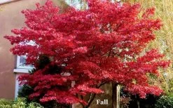 Red 'N Summer Japanese Maple - Acer Palmatum 'Hefner's Red' - 1 Gallon Pot -Garden & Outdoor Sale Shop picture japanese maple hefners red fall 1