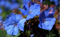 Hardy Blue Plumbago (Ceratostigma Plumbaginoides) - 5 Pack Of Pint Pots -Garden & Outdoor Sale Shop plumbago hardy blue perennial