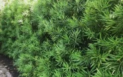 Podocarpus Macrophyllus Upright Yew - 7 Gallon Pot (3-4') -Garden & Outdoor Sale Shop podocarpus macrophyllus upright yew 105