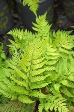 Korean Rock Fern - 6 Pack Of 1 Gallon Pots -Garden & Outdoor Sale Shop polystichum tsus simense korean rock fern 4