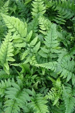 Korean Rock Fern - 6 Pack Of 1 Gallon Pots -Garden & Outdoor Sale Shop polystichum tsus simense korean rock fern 5