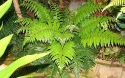 Korean Rock Fern - 6 Pack Of 1 Gallon Pots -Garden & Outdoor Sale Shop polystichum tsus simense korean rock fern 6