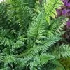 Korean Rock Fern - 6 Pack Of 1 Gallon Pots -Garden & Outdoor Sale Shop polystichum tsus simense korean rock fern 8