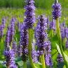 Heartleaf Purple Pickerel Weed (Pontaderia Cordata) - 1 Gallon Pot
